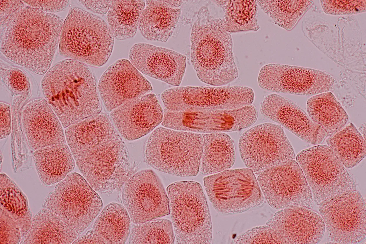 Epitalon Peptide and Cell Aging