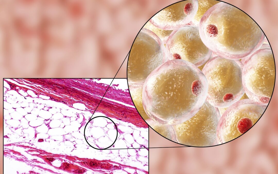 Fragment 176-191 and Fat Cell Interaction