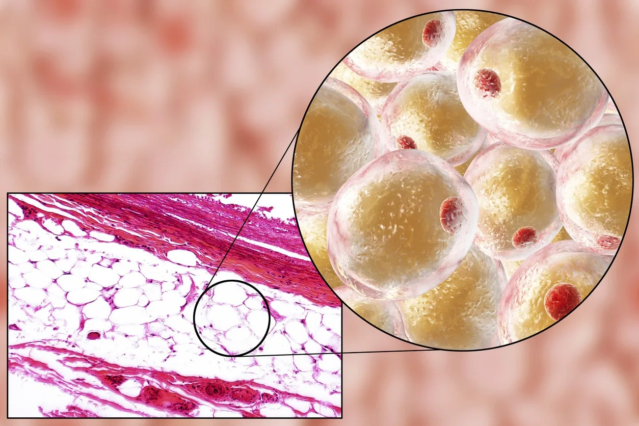 Fragment 176-191 and Fat Cell Interaction