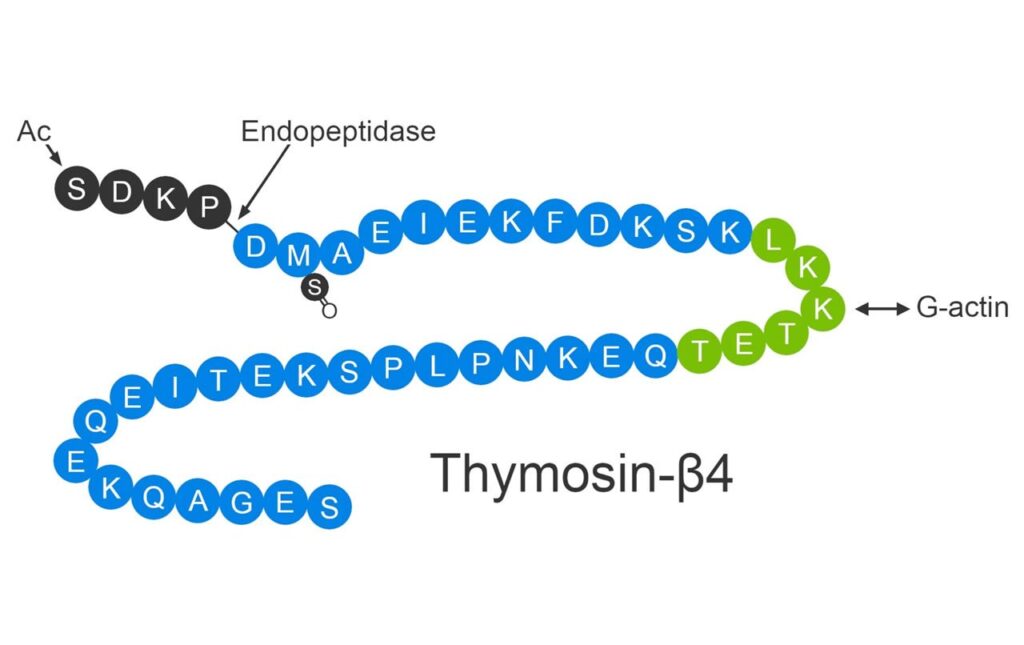 Thymosin Beta 4 (TB-500) for Tissue Repair and Renegeration