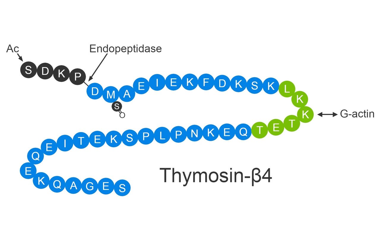 Thymosin Beta 4 (TB-500) for Tissue Repair and Renegeration