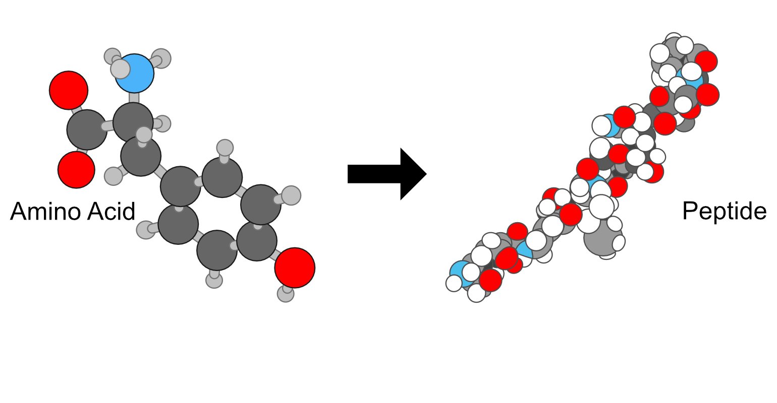 what-are-peptides-how-they-are-used-biotech-peptides-usa