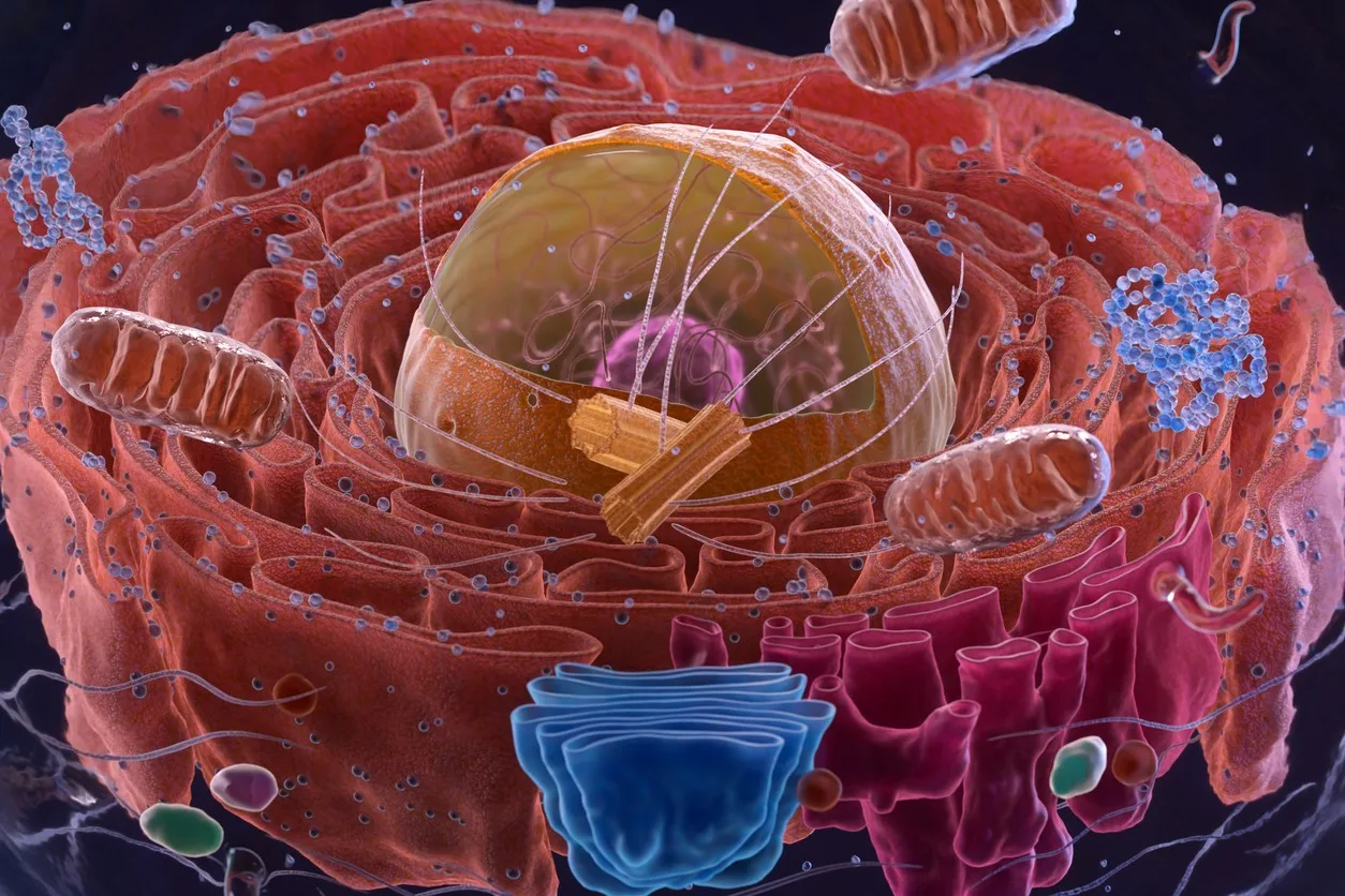 Epitalon Correlation in DNA Telomeres and Sleep