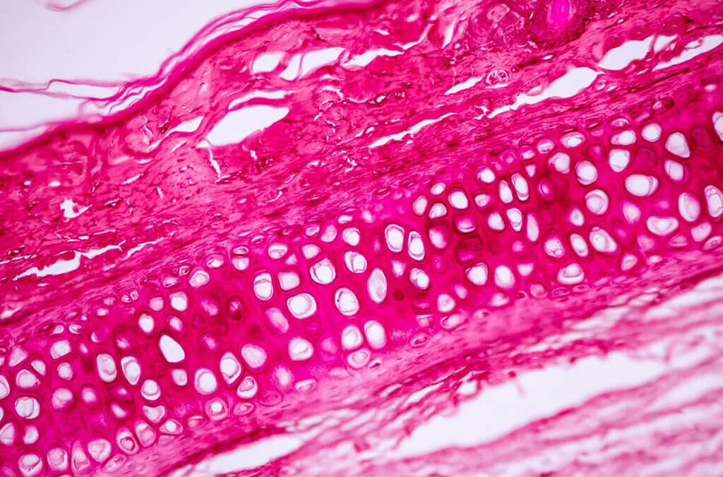 Peptides and Osteoporosis