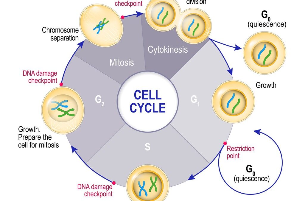 Epithalon: Overview of Anti-Aging Experiments