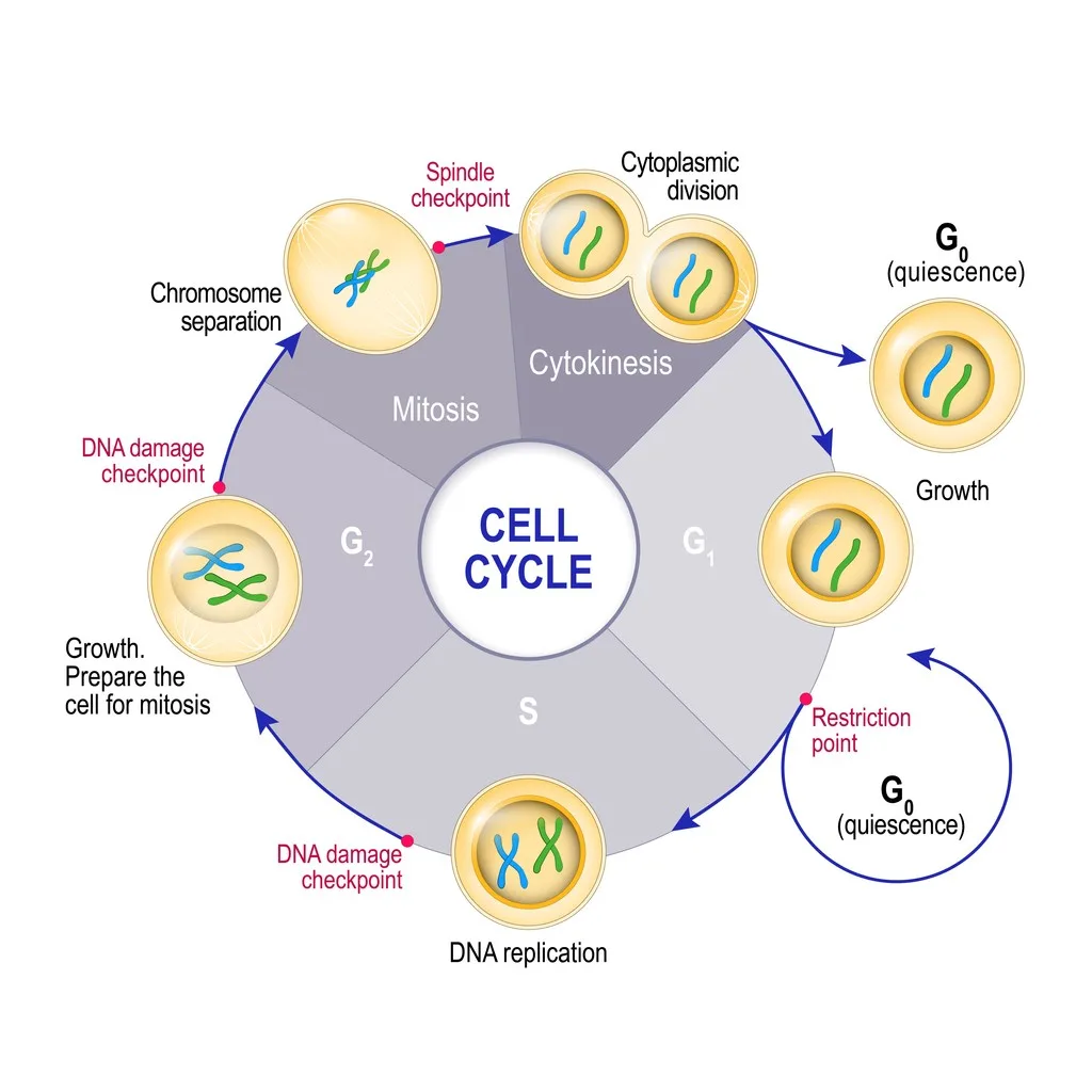 Epithalon: Overview of Anti-Aging Experiments