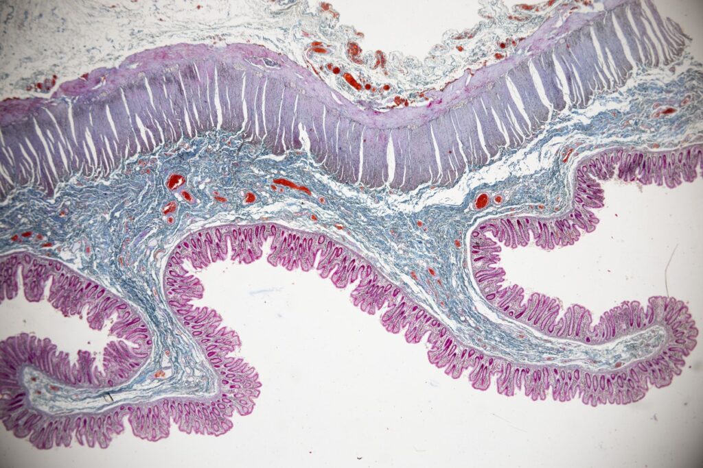 MGF vs. PEG-MGF Research in Muscle Regeneration