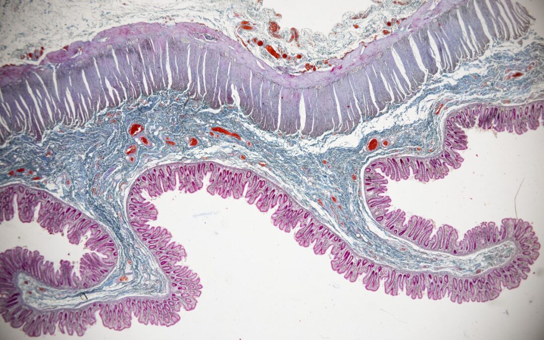 MGF vs. PEG-MGF: Research in Muscle Regeneration