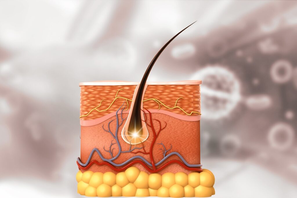 PTD-BDM Peptide Research in Hair Follicle Regeneration