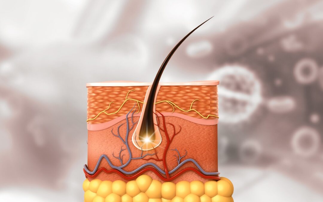 PTD-DBM Research in Hair Follicle Regeneration