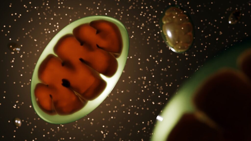 Examining the MOTS-c Peptide