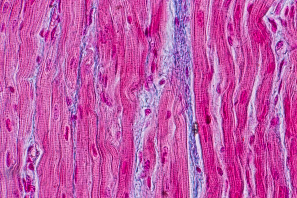 Pegylated MGF and Muscle Development - Biotech Peptides