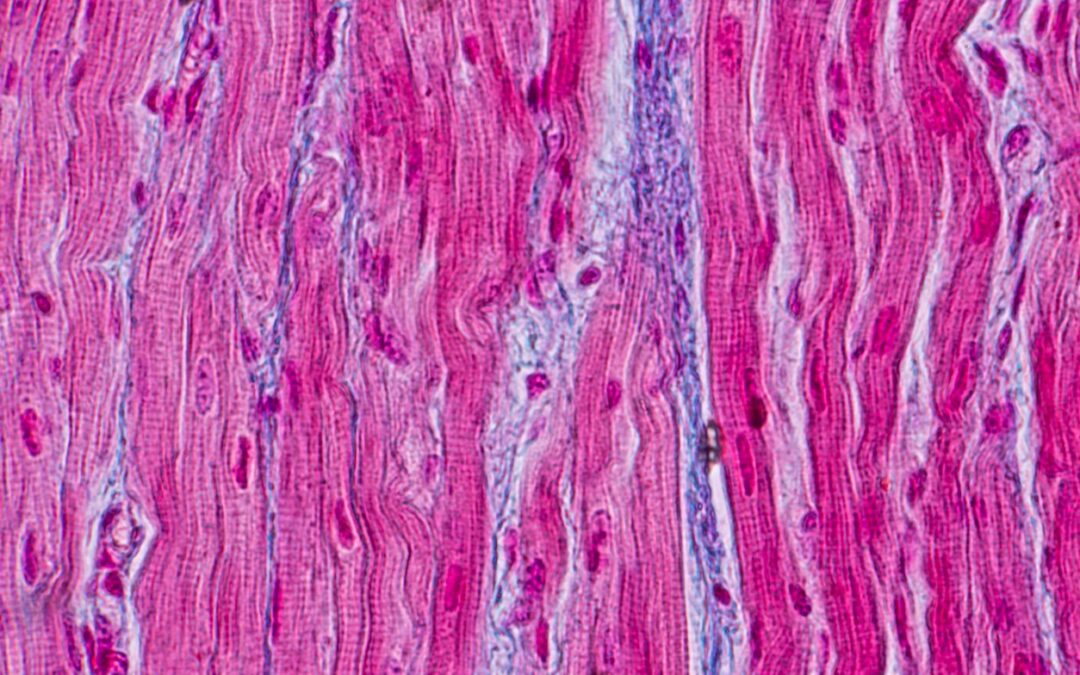 Pegylated MGF and Muscle Development