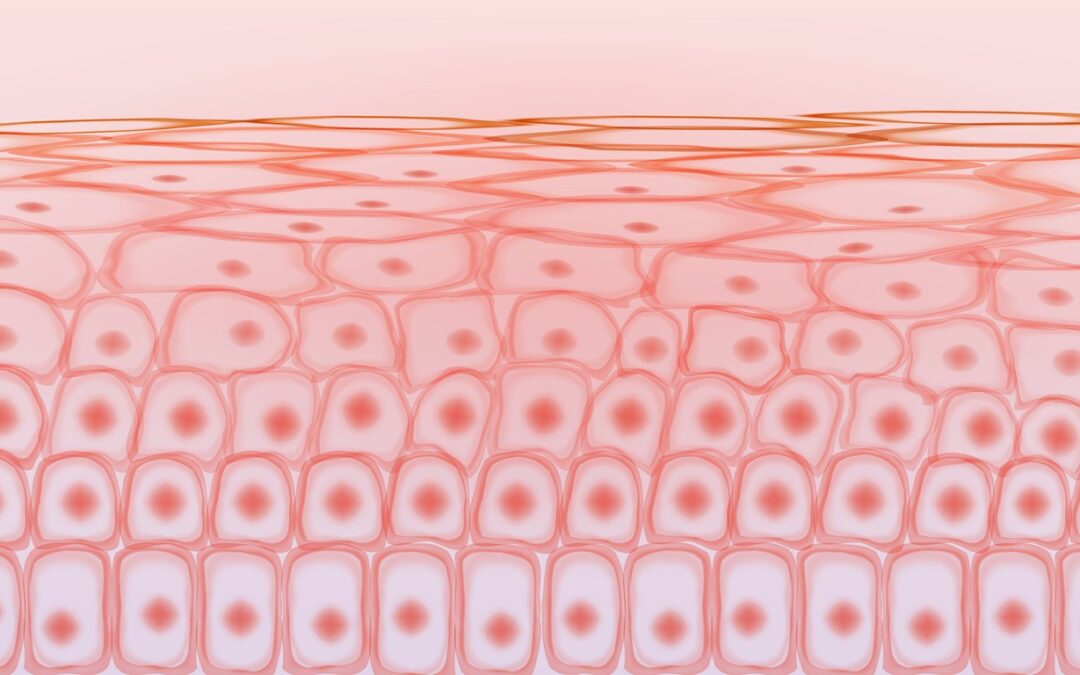 Syn-Coll and Collagen Production Stimulation