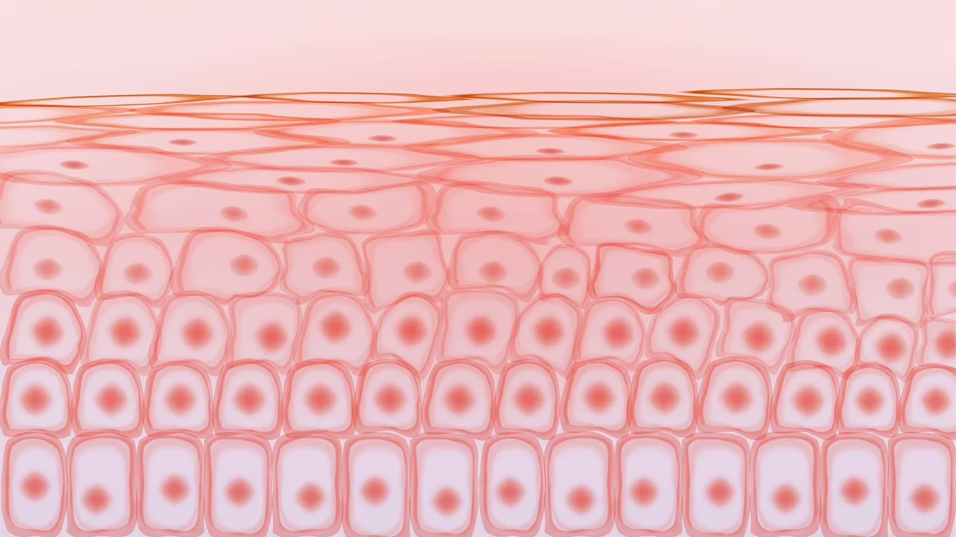 Syn-Coll and Collagen Production Stimulation Syn-Coll and Collagen Production Stimulation