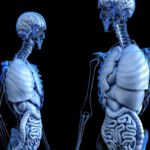 Research in BPC-157 and the Digestive and Nervous Systems