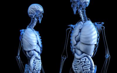 Research in BPC-157 and the Digestive and Nervous Systems