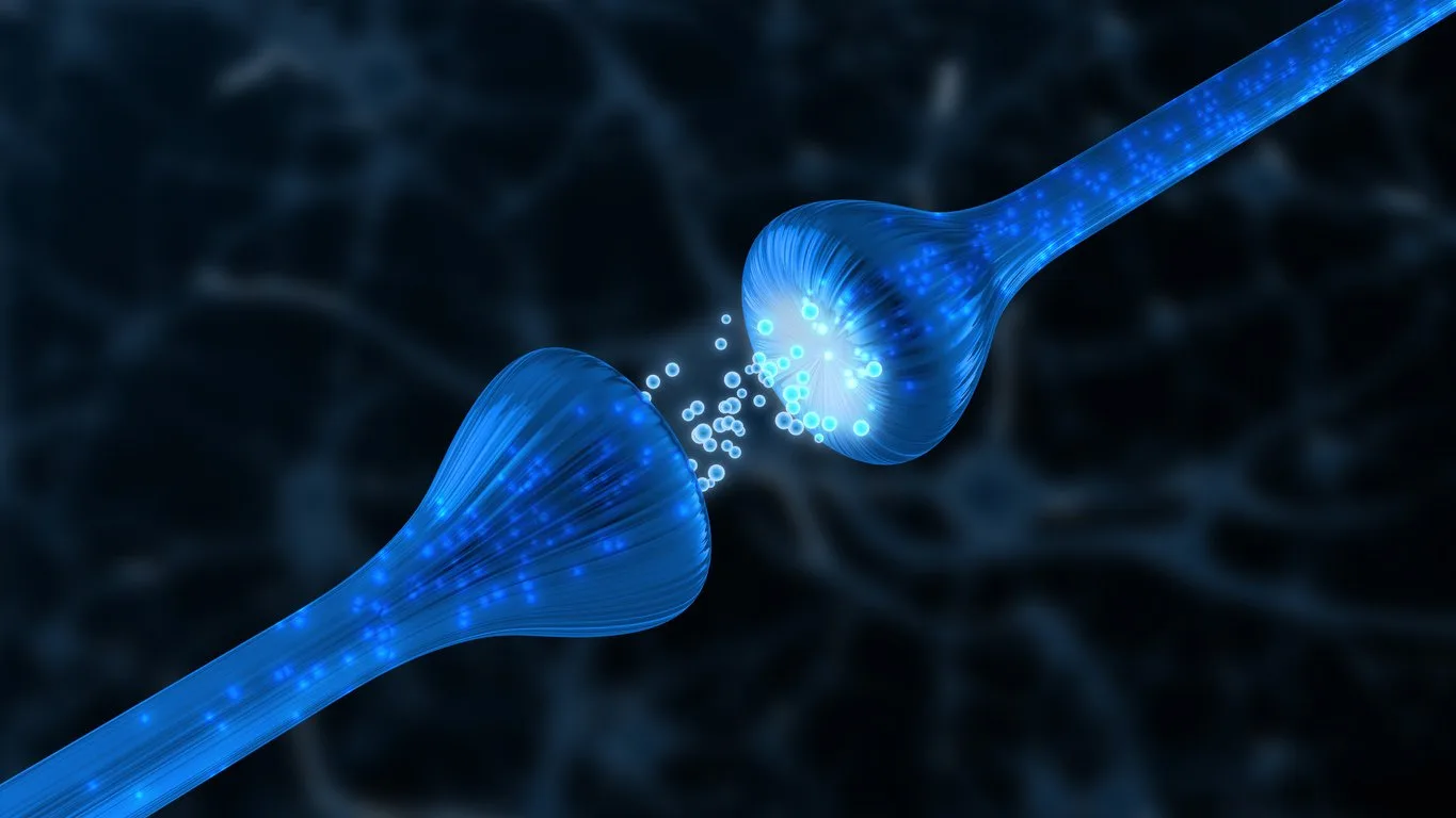 Acetyl Hexapeptide-3 and Neuromuscular Synapse
