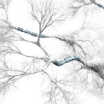 Kisspeptin-10 and The Central Nervous System and Hypothalamus