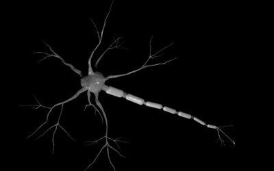CJC-1295 & Ipamorelin & GHRP-2 Blend and Pituitary Signaling