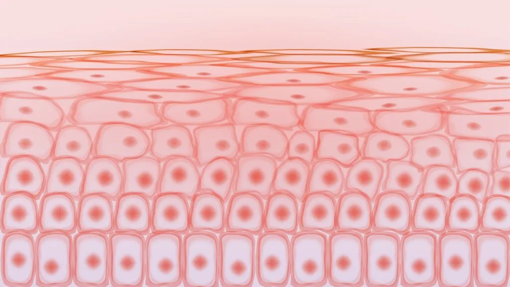 Vialox Peptide Neuromuscular Transmission and Skin Wrinkle Reduction