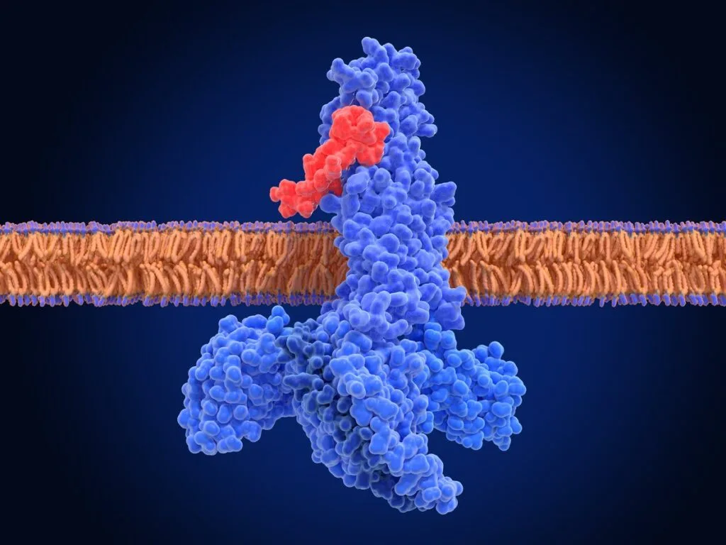 Semaglutide (GLP-1) Peptide Hunger Hormone Signaling Regulation and Glycemic Control