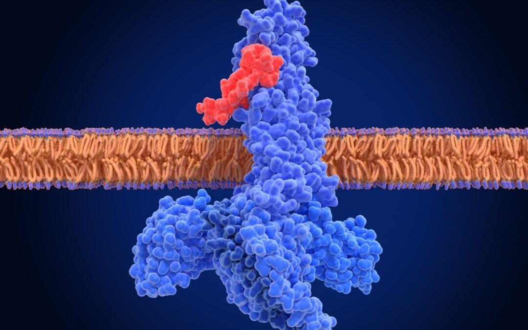 Semaglutide (GLP-1) Peptide: Hunger Hormone Signaling Regulation and Glycemic Control