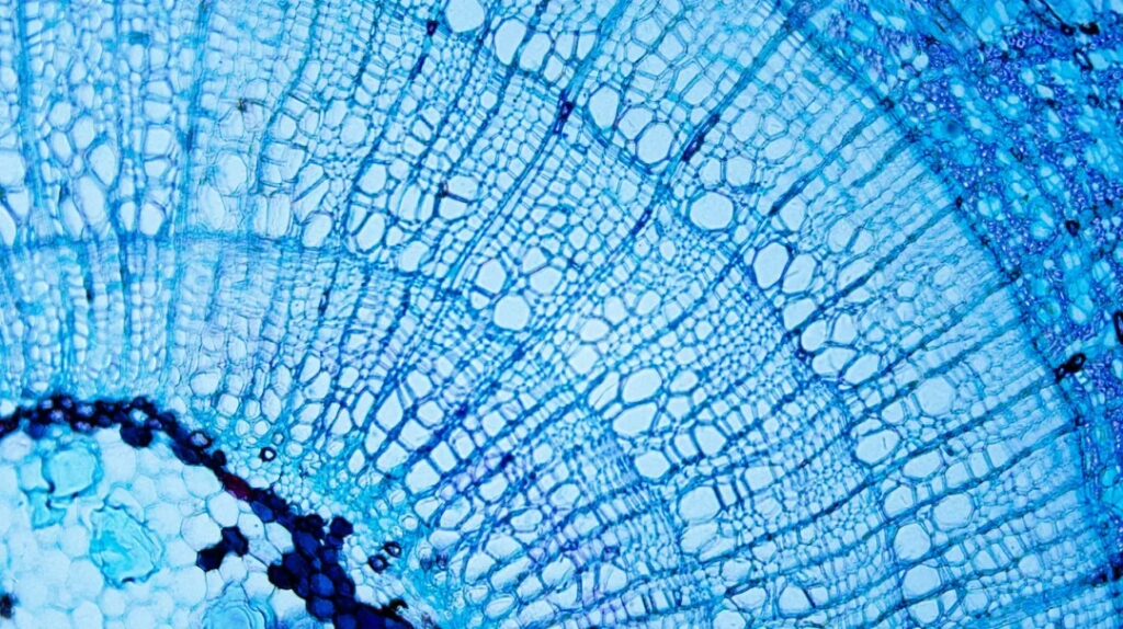 GHK-Cu and AHK-Cu: Copper Peptides and Cell Interaction Research Studies