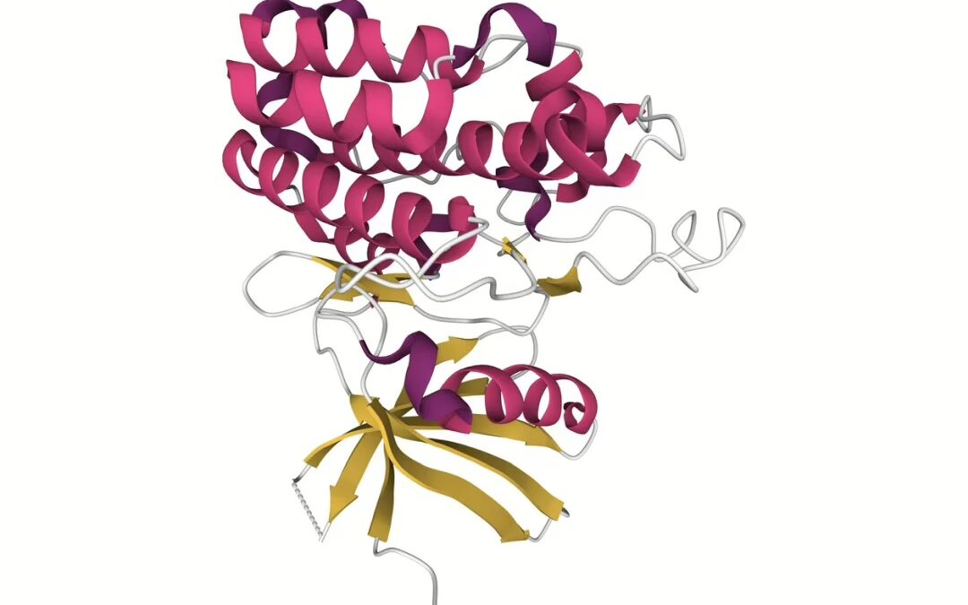 FST-344 (Follistatin-344) Peptide: Transforming Growth Factor-beta (TGF-β) Implications