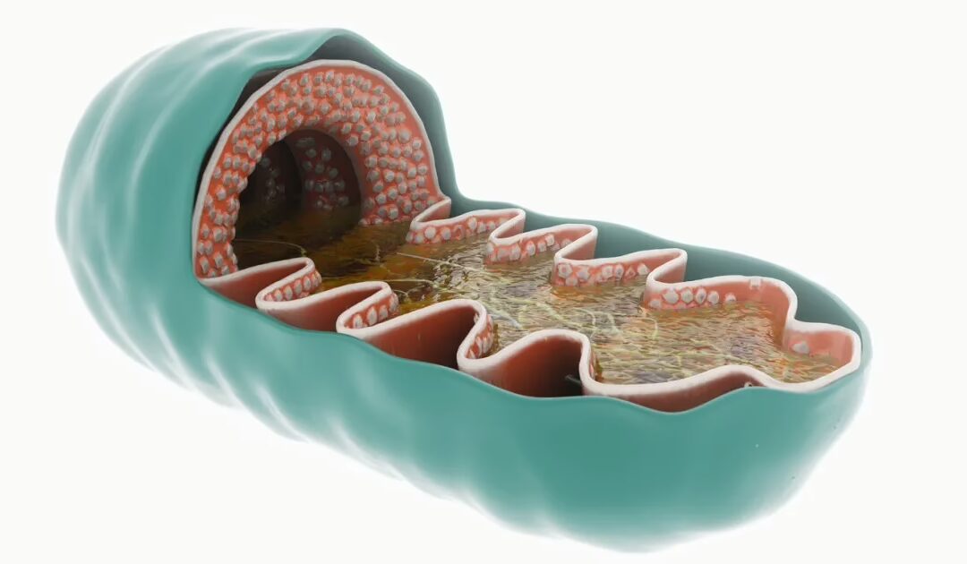 Chonluten (T-34) Peptide: Inflammation, Gene Expression Regulation & Oxidative Stress Modulation