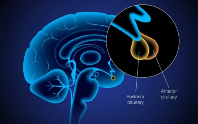 Overview of the Triptorelin Peptide