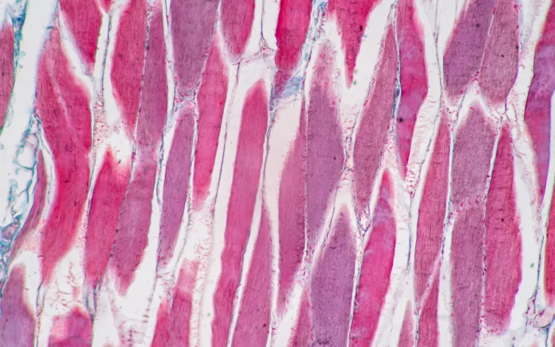 Pharmacological and Metabolic Insights into the Ipamorelin & CJC-1295 Blend