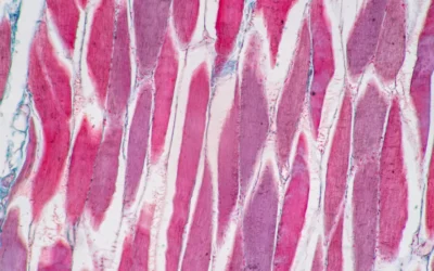 Pharmacological and Metabolic Insights into the Ipamorelin & CJC-1295 Blend