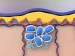 AOD-9604: Research in Tissue Biology and Mammalian Oncology