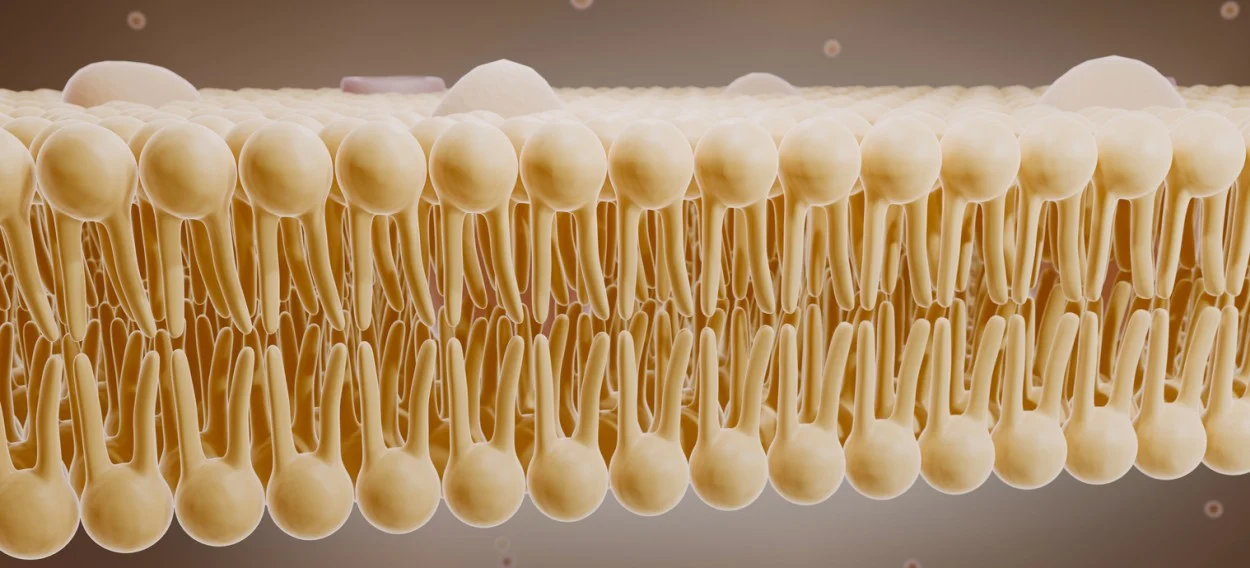 Biopeptide EL: Elastin-Binding Receptor Dermatology Research