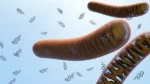 KLOW Blend: Multi-Pathway Tissue Research - Biotech Peptides