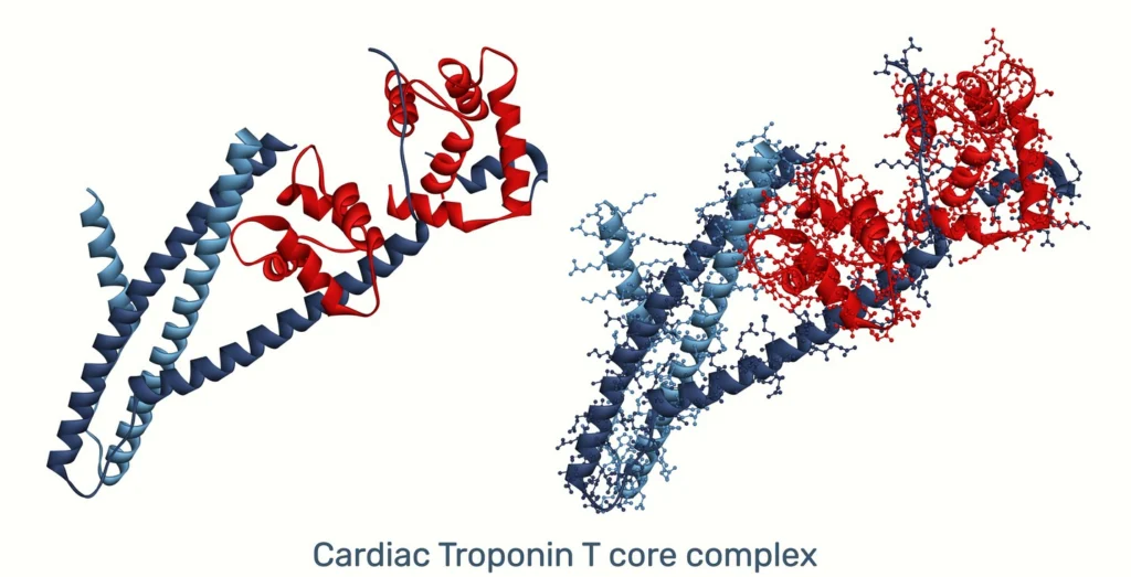 AEDR Peptide (Cardiogen) Molecular Characterization, Cardiac-Tissue Epigenetic Regulation, and Preclinical Research
